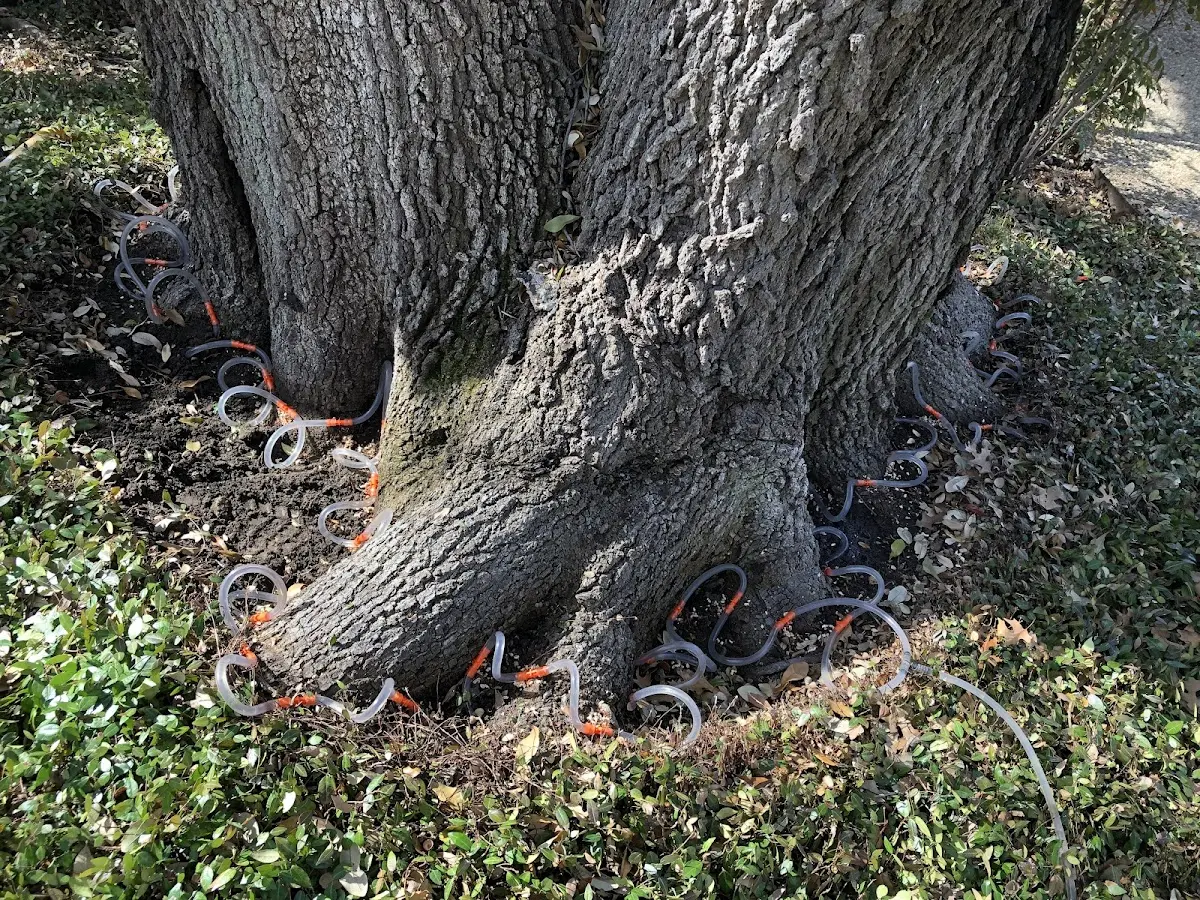 Detailed Tree Cabling and Bracing job site in Elk Mountain