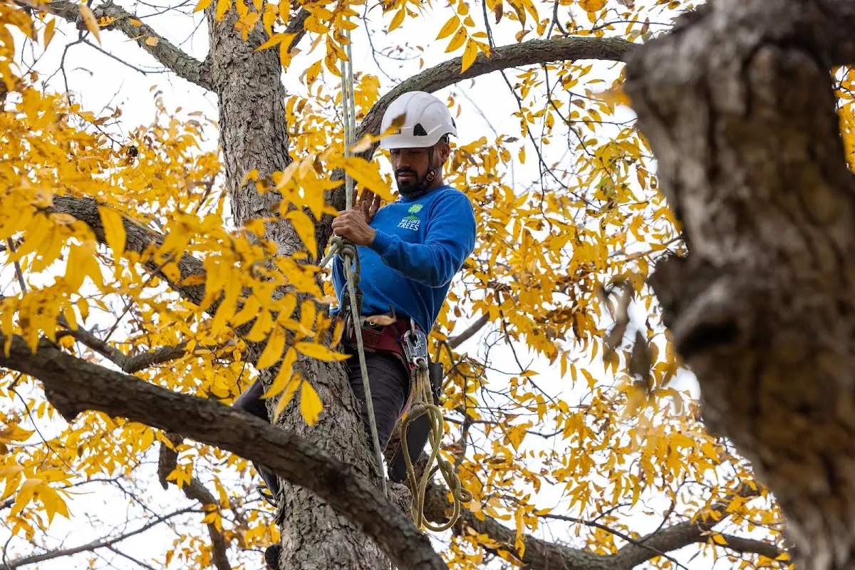 Skilled Tree Pruning crew working in Elk Mountain