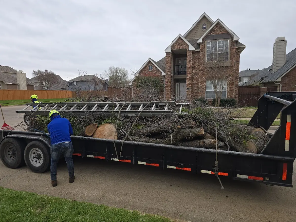 Expert Tree Removal with proper safety equipment in Elk Mountain
